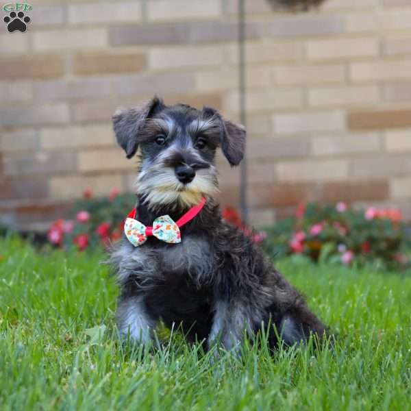 Violet, Miniature Schnauzer Puppy